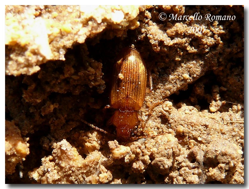 Dicheirotrichus obsoletus (Carabidae) alle saline di Trapani